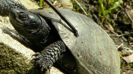 un specimen tr�s rare d'une cistude d'Europe a �t� d�couvert au fort de Feyzin